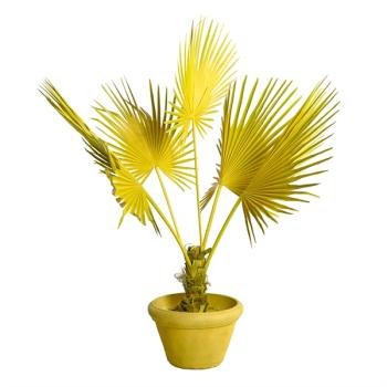 Feuille de palmier en pot